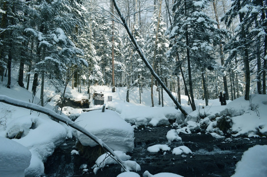 森林雪景