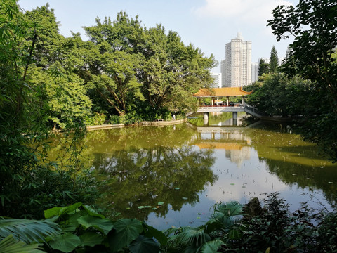 深圳洪湖公园风景
