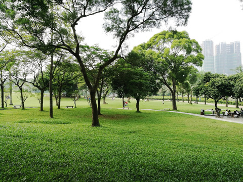 深圳中山公园绿色草坪
