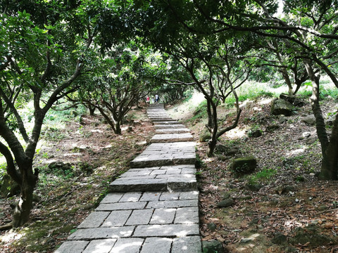 深圳塘朗山郊野公园风景