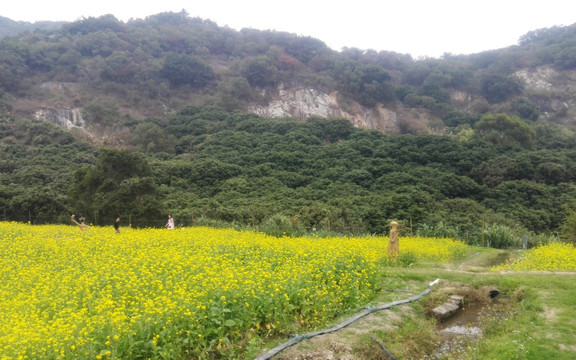 山下的油菜花