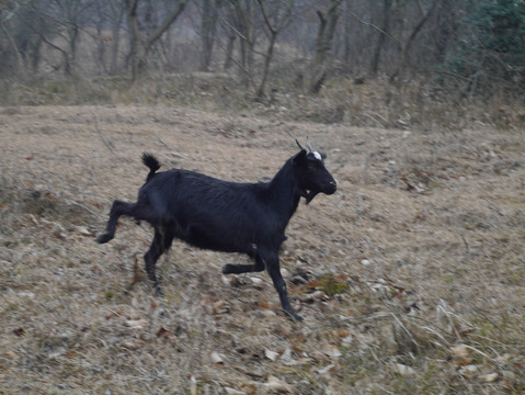 奔跑的黑山羊