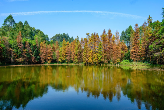 阳光树林美景