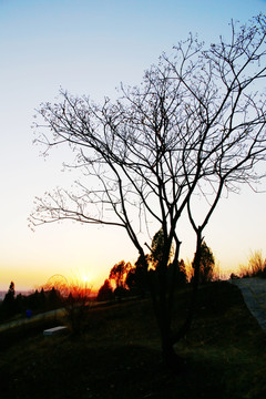 冬日黄昏小树