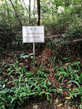 深圳笔架山公园风光