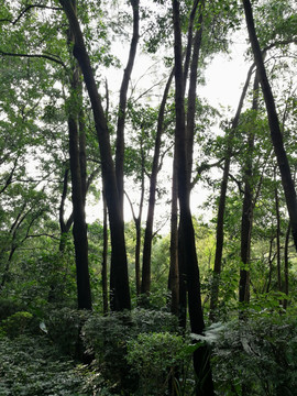 深圳笔架山公园风景