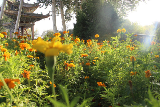 野菊花