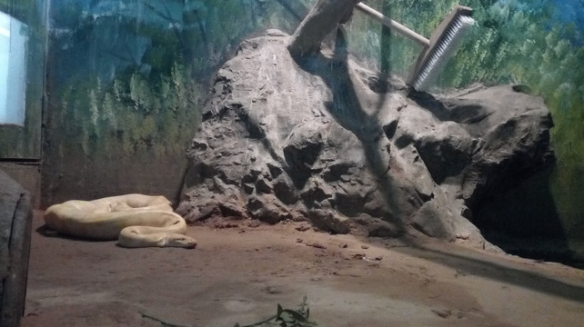 蟒蛇