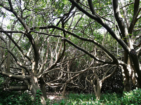 深圳滨海公园森林