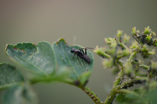 蚂蚁 蚜虫 蜜露