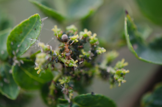 花椒蚜虫 蚂蚁 共生