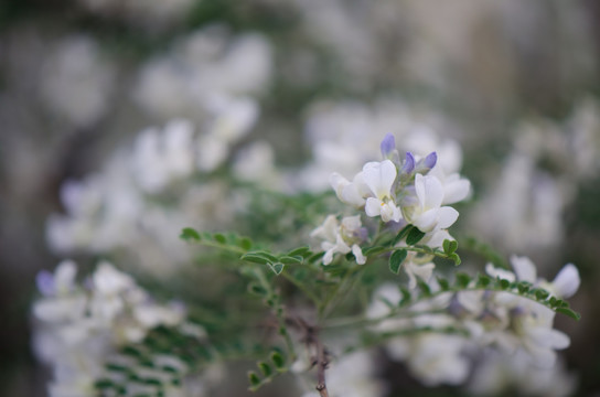 槐花 槐树 槐树花