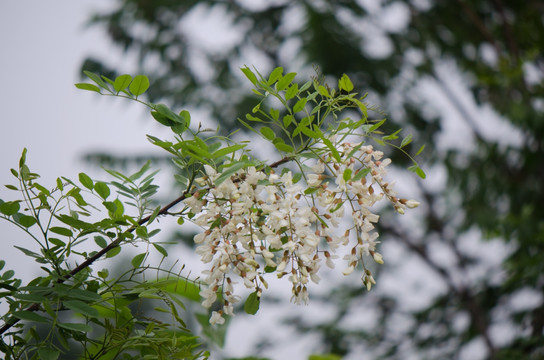 槐花 槐树 槐树花