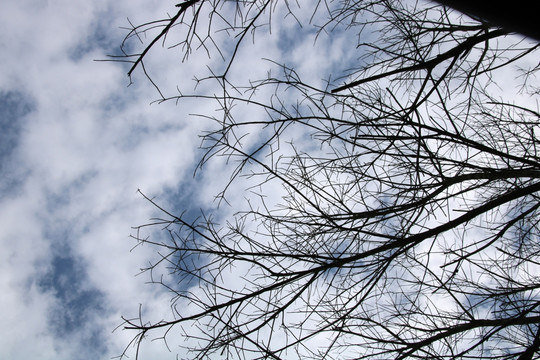 蓝天白云 风景 背景 树枝