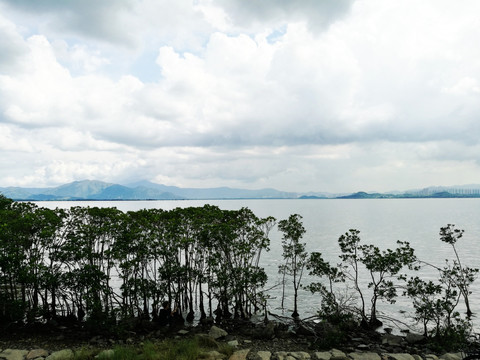 深圳湾滨海生态公园