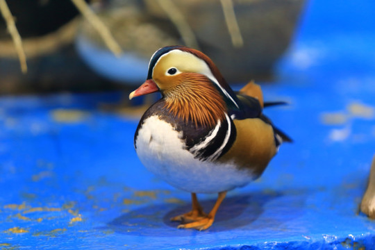 鸳鸯