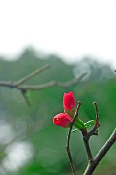腊梅花苞
