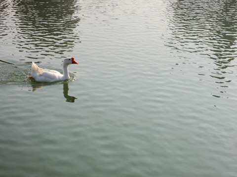 水中一只鹅