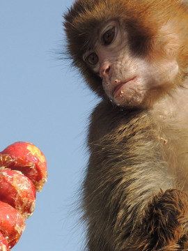 猴子与冰糖葫芦