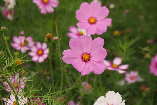 格桑花