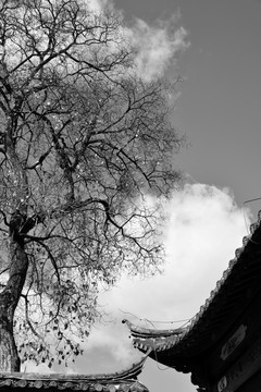 屋檐和老树