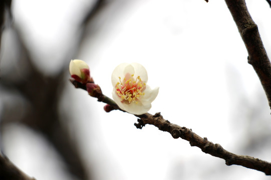 梅花
