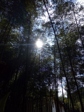 透过竹林的阳光