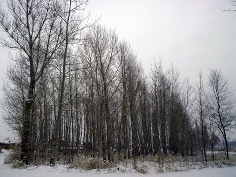 雪中的育材林
