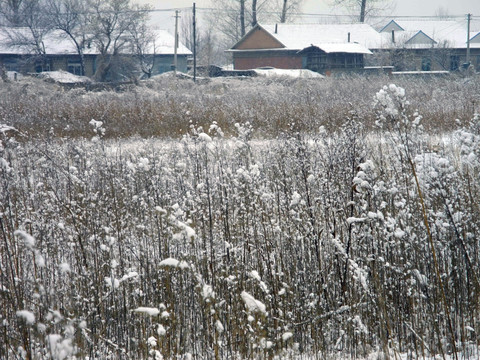 雪中家乡