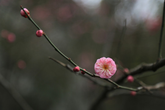 一剪梅 红梅花