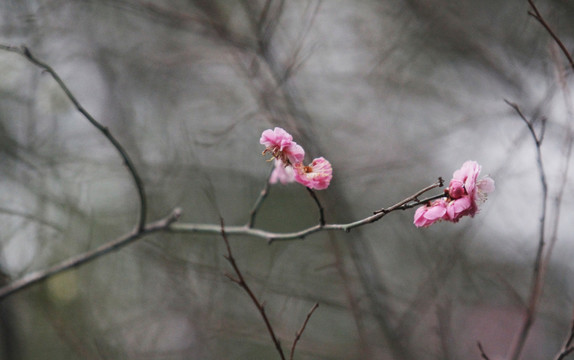 红梅花