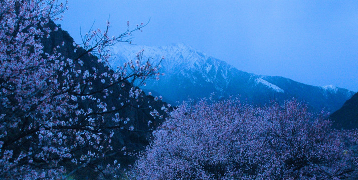 西藏雪山桃花