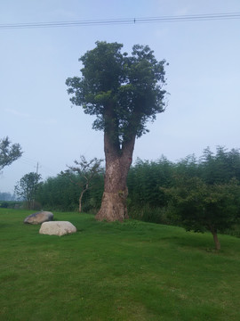 嫁接的树