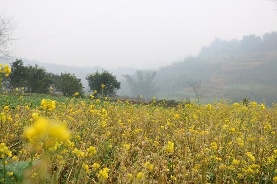 乡村风景