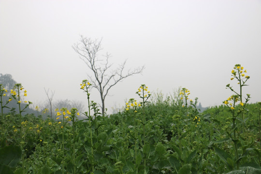 菜花地
