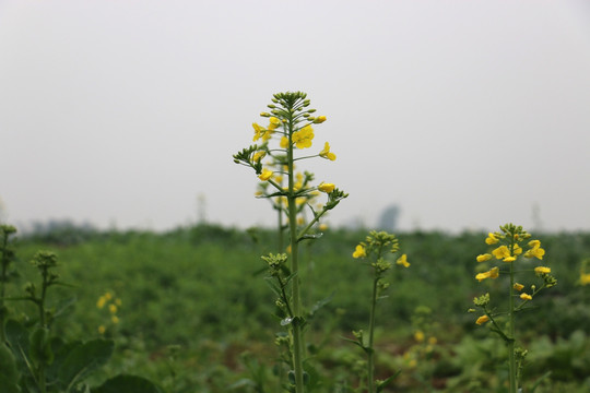 油菜花