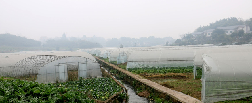 大棚蔬菜 水渠