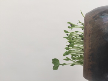 火龙果苗