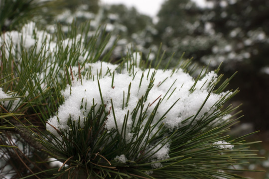 雪后松树