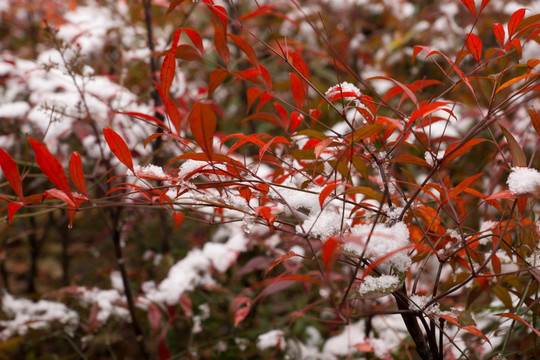 带雪的红叶