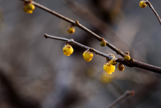 腊梅花