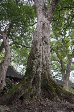 阳光树林 参天大树 原始森林