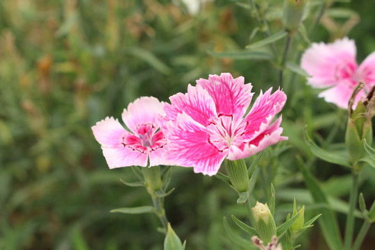 花