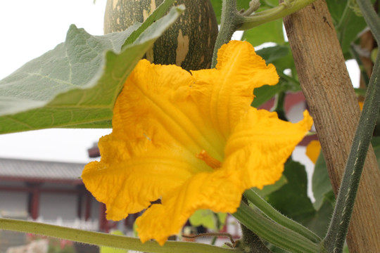 黄色的花