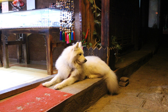 阿拉斯加犬