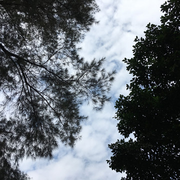 树天空