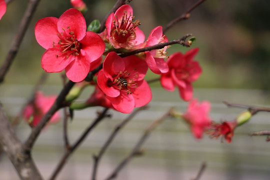 梅花 红梅 腊梅