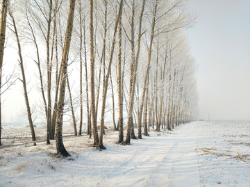 东北雪地
