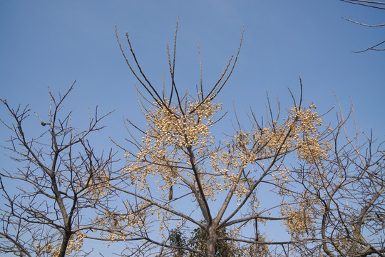 干树枝 干果