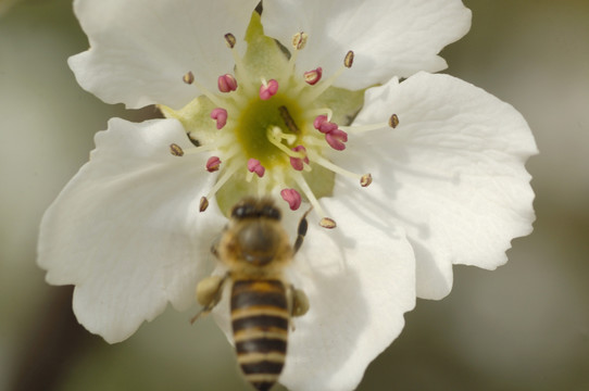 梨花特写微距 蜜蜂采蜜